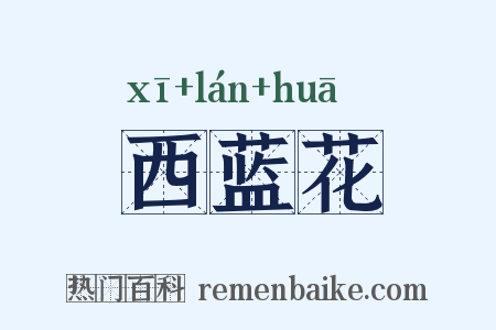 西蓝花是什么意思的图片